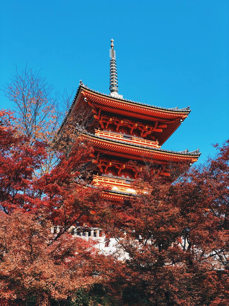 autumn leaves in japan - kyoto