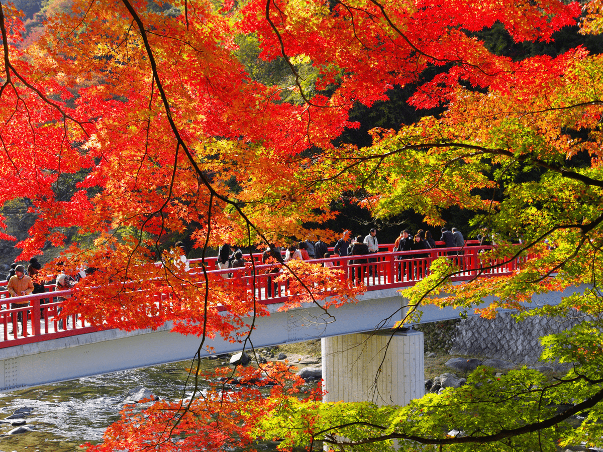 autumn leaves in japan - nagoya