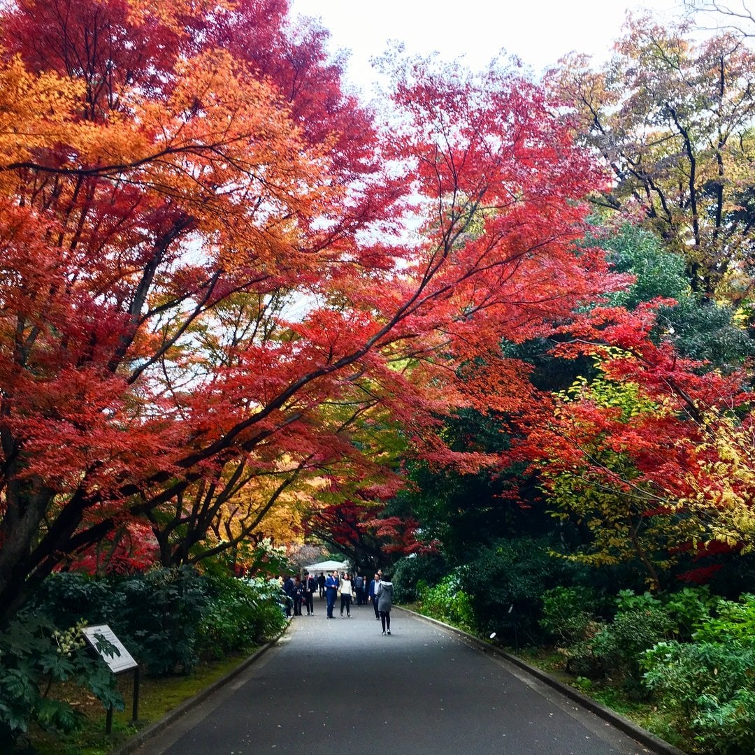 autumn leaves in japan - tokyo 2