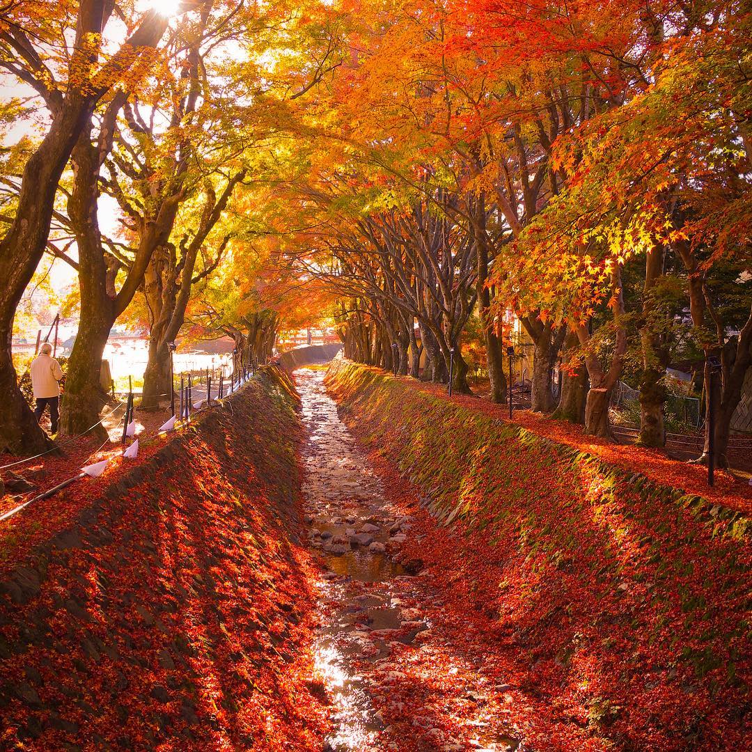 autumn leaves in japan - yamanashi