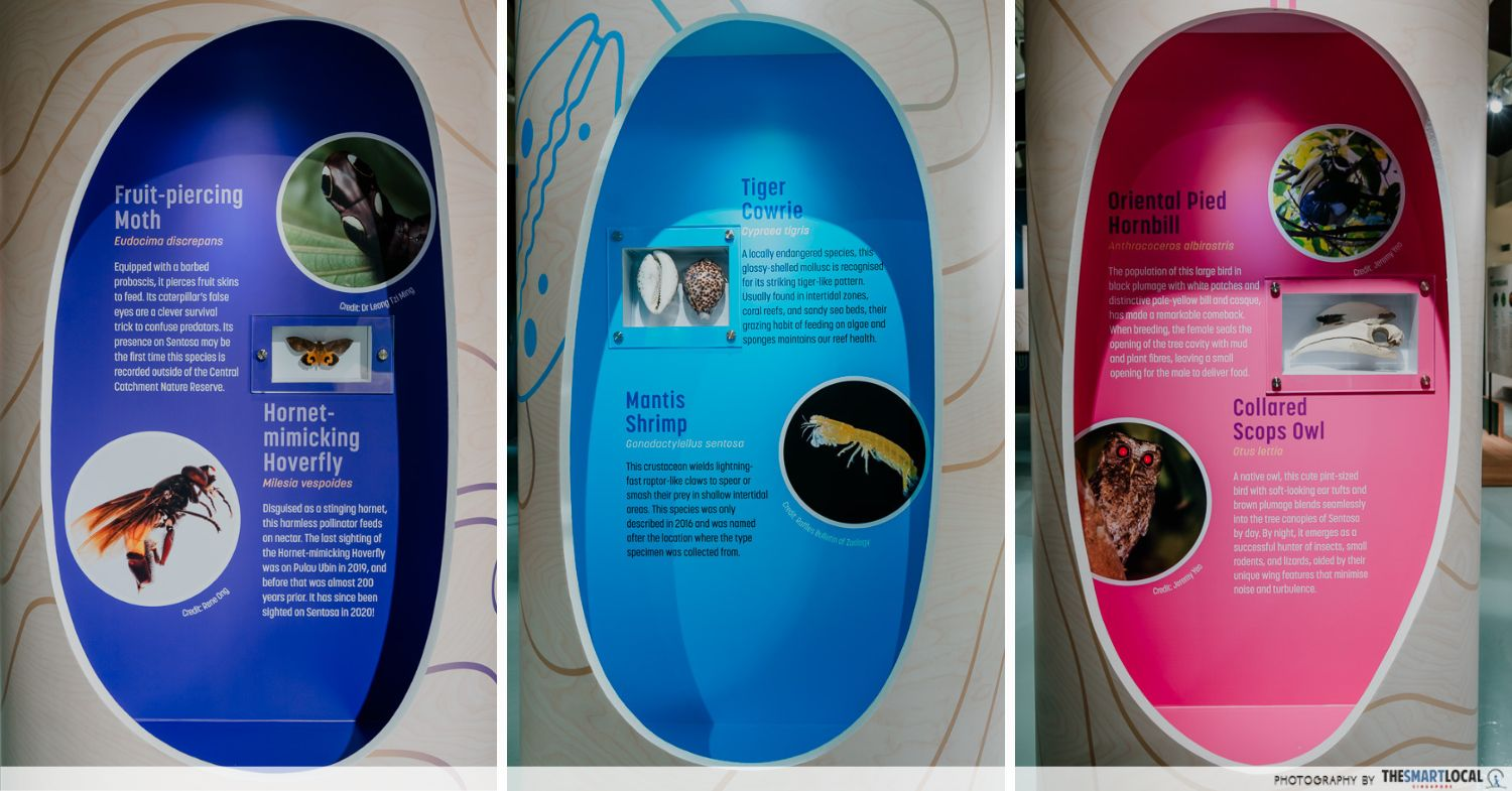 flora & fauna of Sentosa 