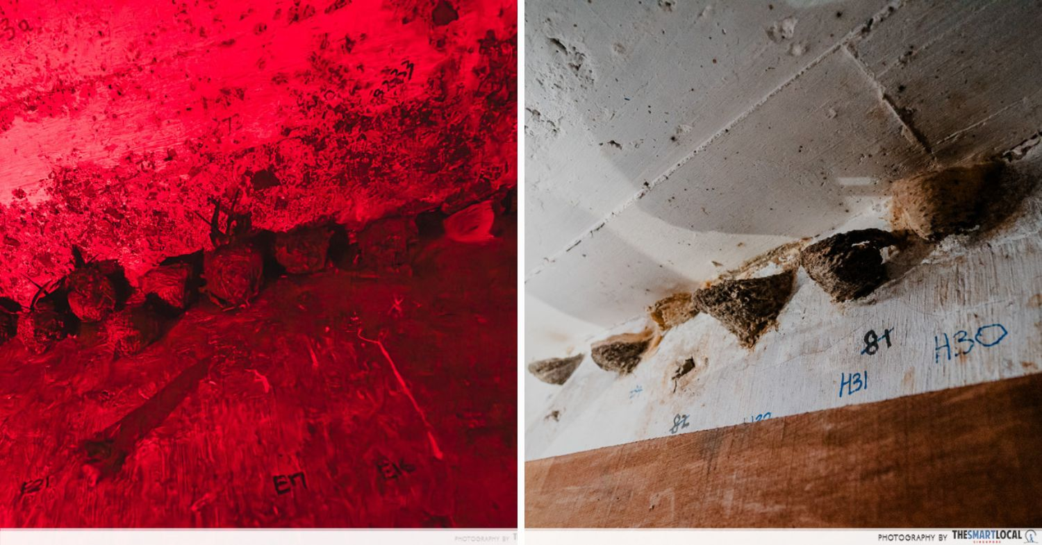 Swiftlet nests in real life