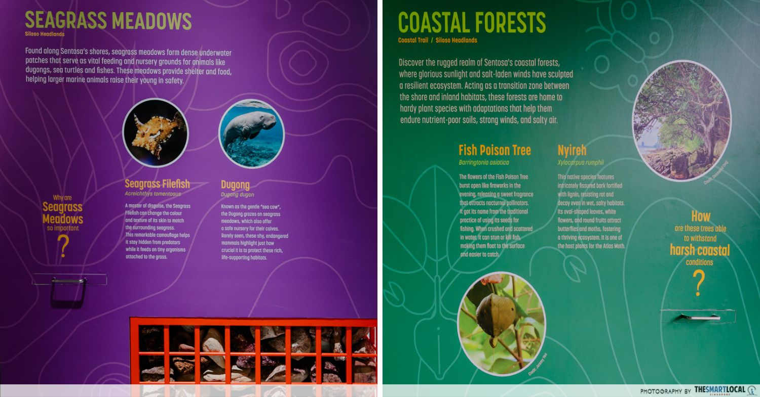 Seagrass meadows & coastal forests