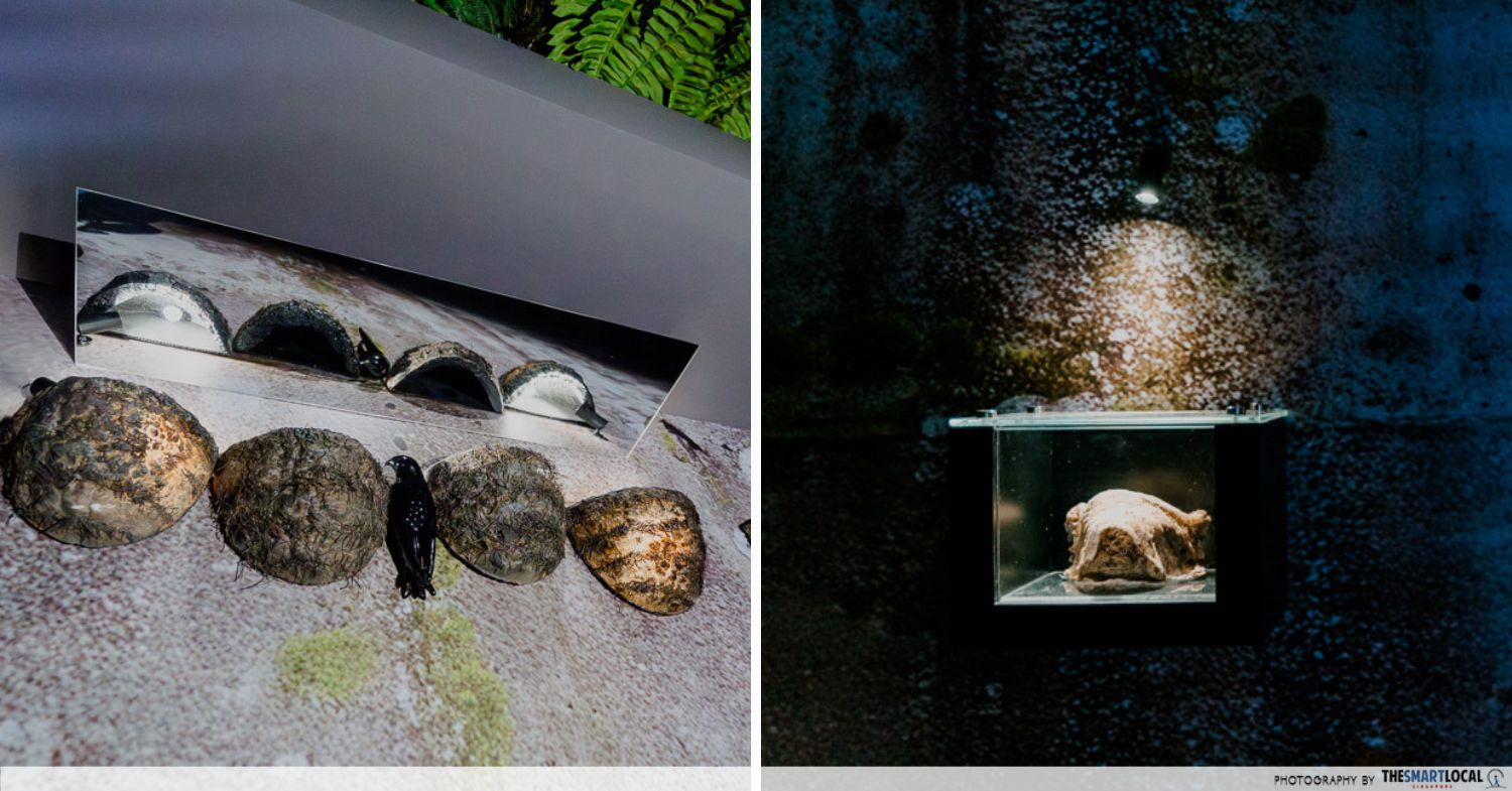 Replicas & real swiftlets