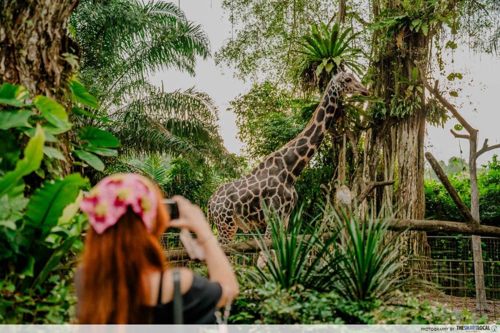 Colugo Camp - singapore zoo