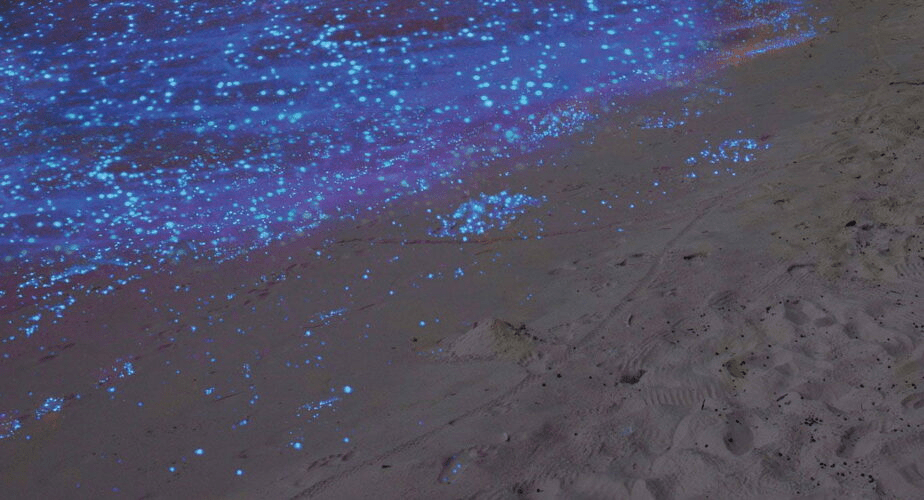 Miri Sarawak - Blue Tears