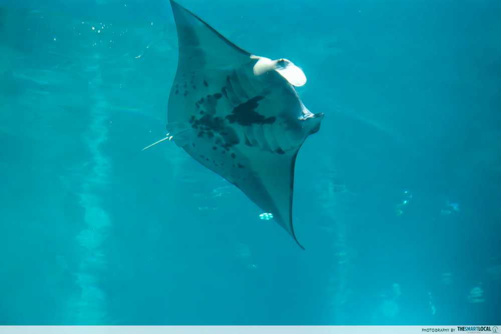 Singapore Oceanarium Manta Rays tour