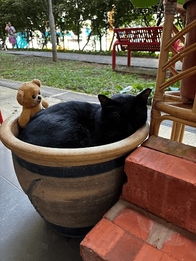 Timmy the Cat near new CCL6 stations