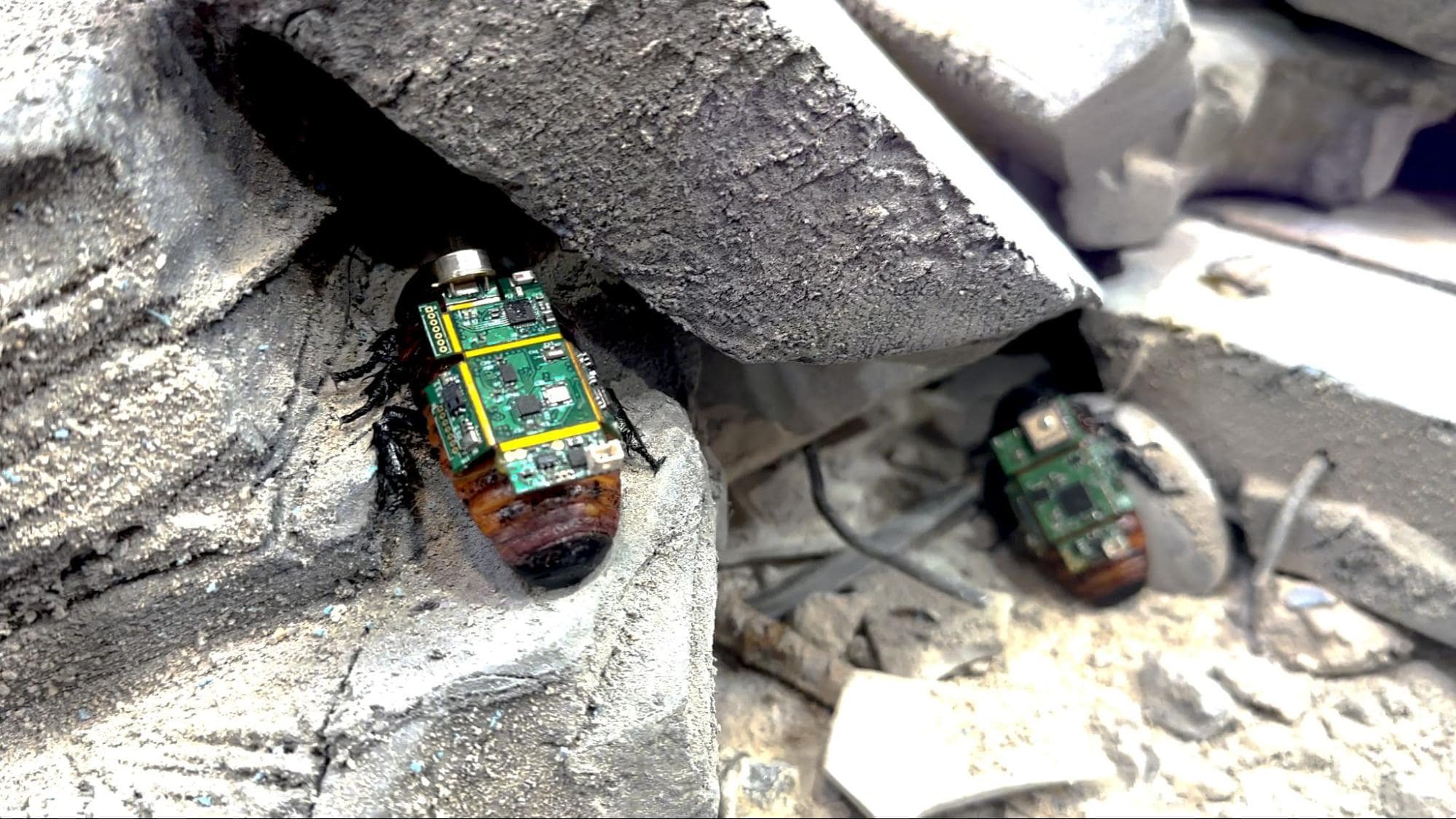 Unnatural History Museum of Singapore - Cyborg Cockroach