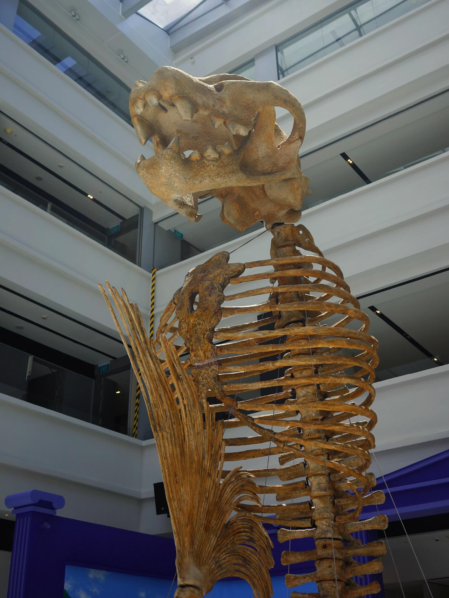 Unnatural History Museum of Singapore - merlion fossil