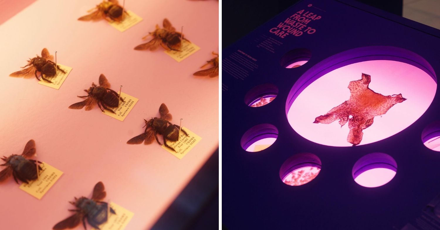 Unnatural History Museum of Singapore - taxidermy specimens