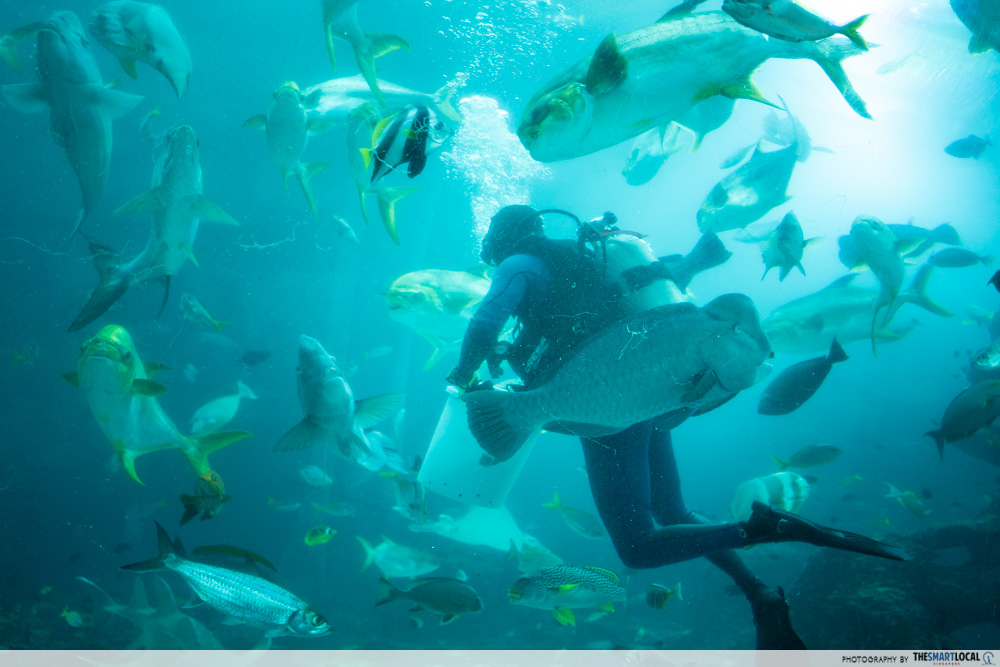 Divers feeding the manta rays 