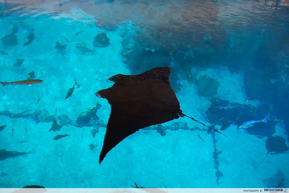 manta rays with 2 forward-facing horns