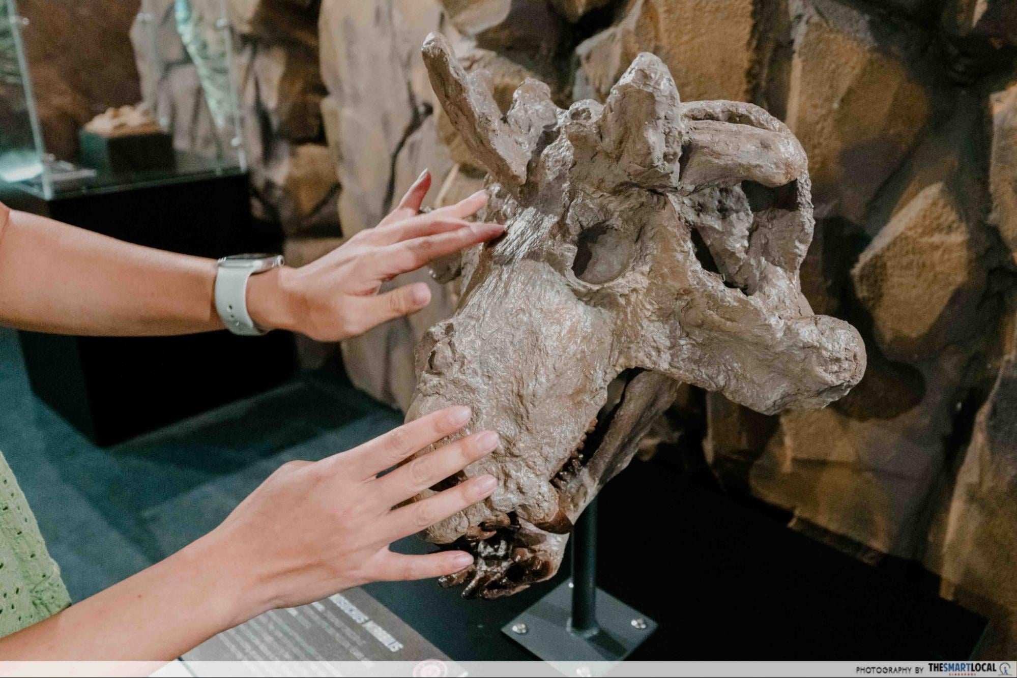 Dinosaurs Extinctions Us Exhibition - Touch