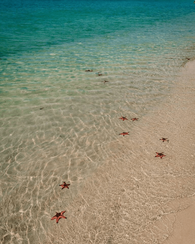 Singapore Public Holidays 2026 - Starfish Beach