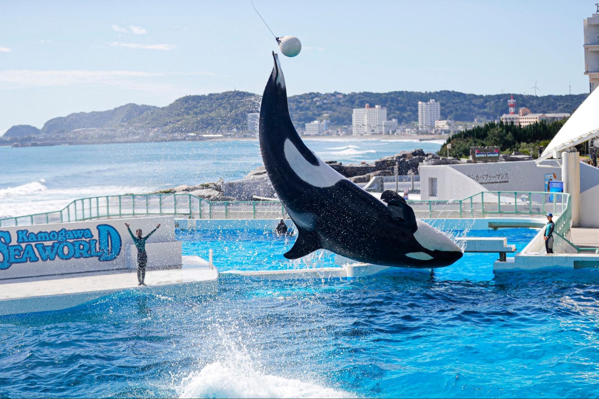 orcas at Kamogawa Sea World 
