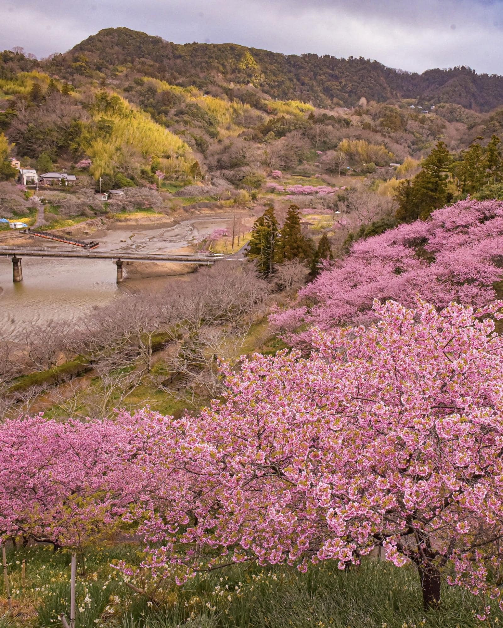 cherry blossoms at Sakuma Dam Shinsui Park, Kyonan 