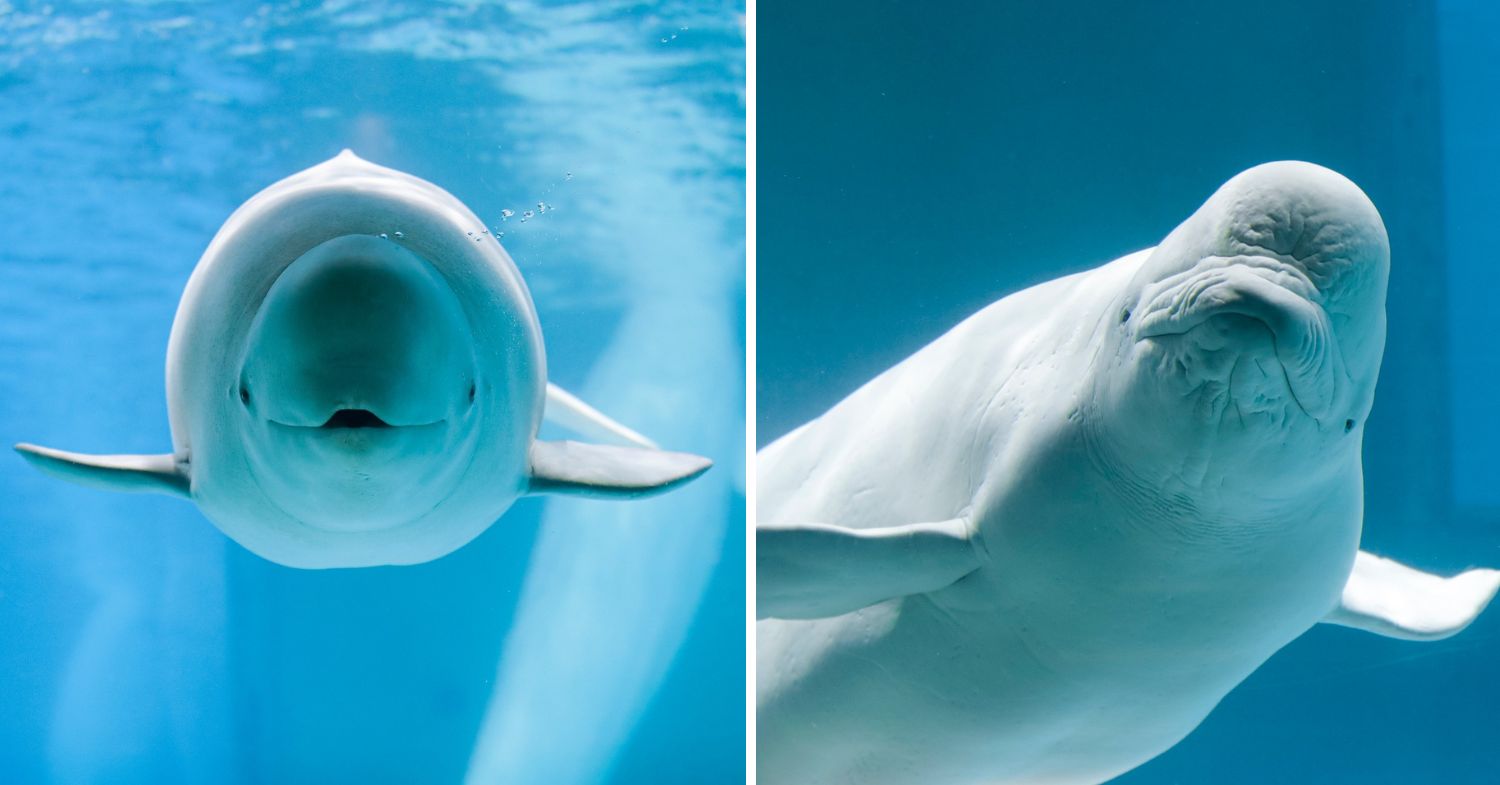 bottlenose dolphins at Kamogawa Sea World 