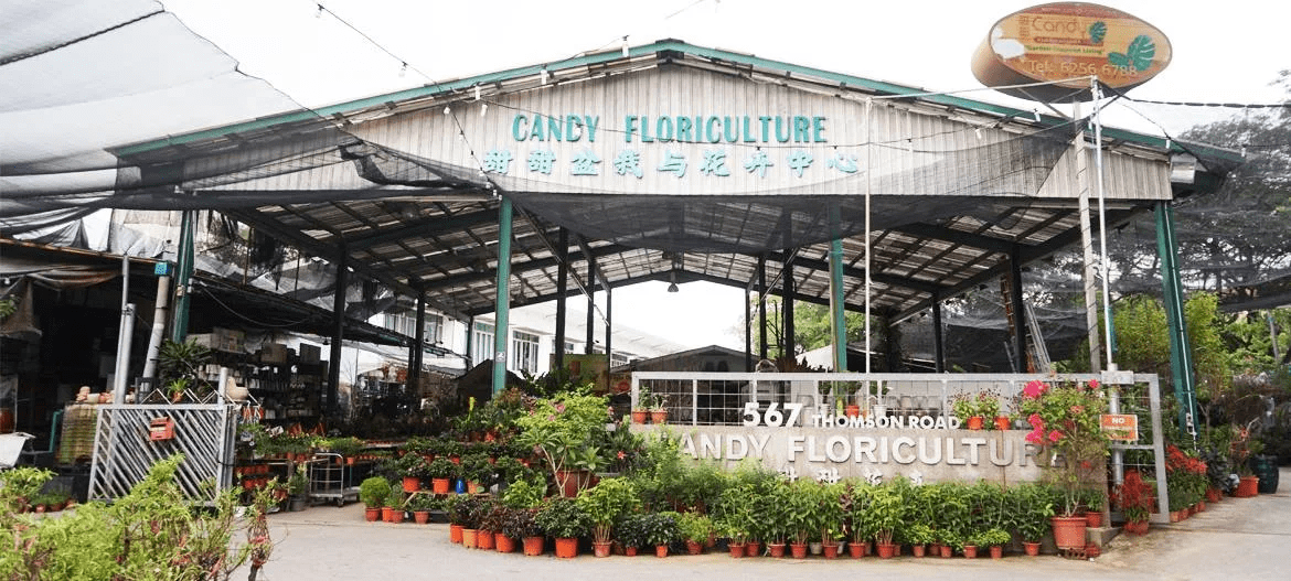 Candy Floriculture