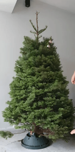 christmas tree - without decorations