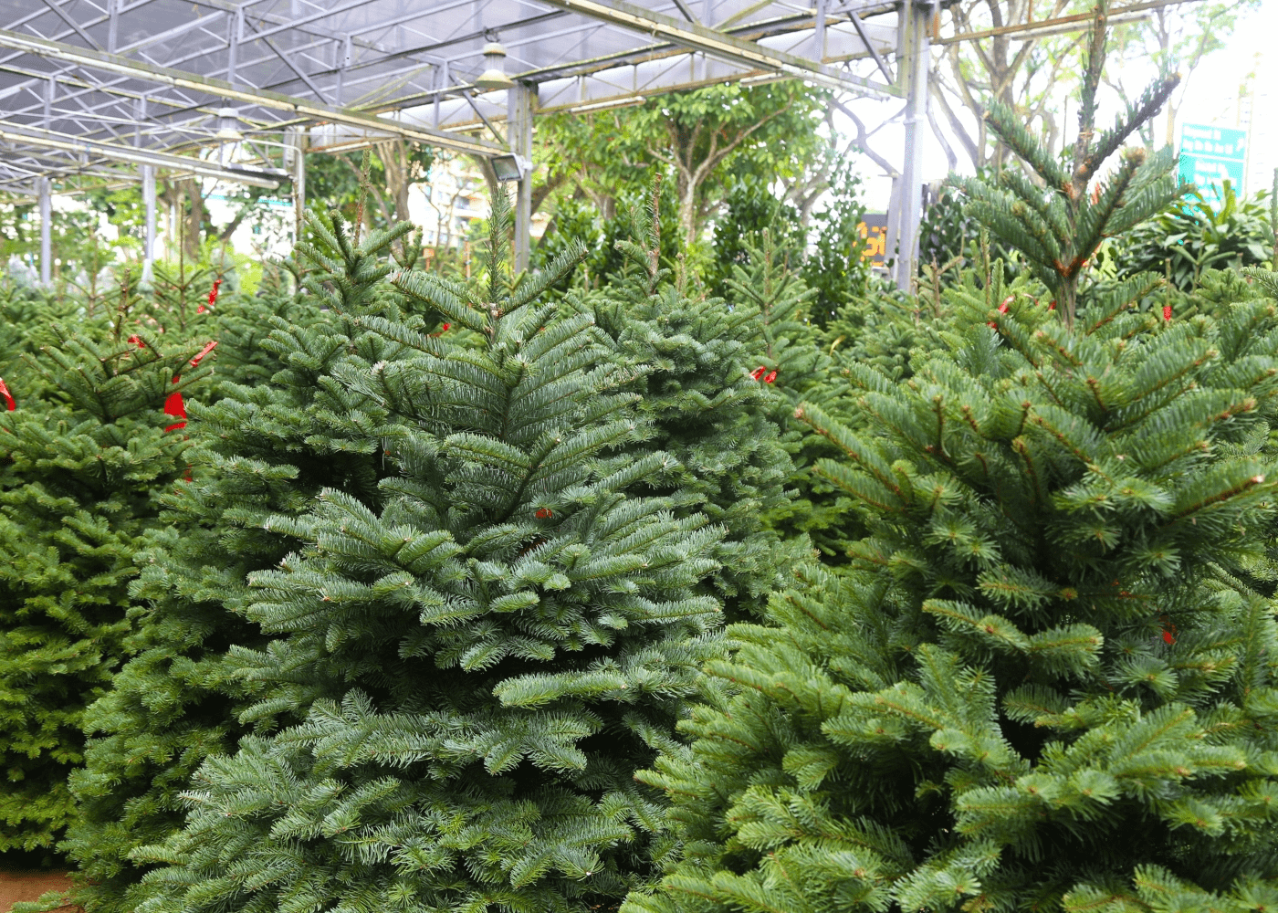 christmas tree - nursery
