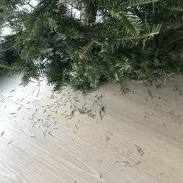 christmas tree - needle shedding