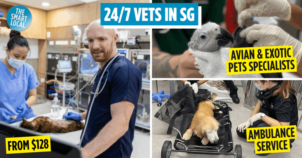 24 hour vets in Singapore cover image