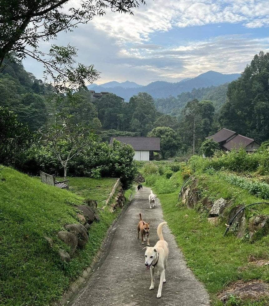 Malaysian towns - Bentong hills
