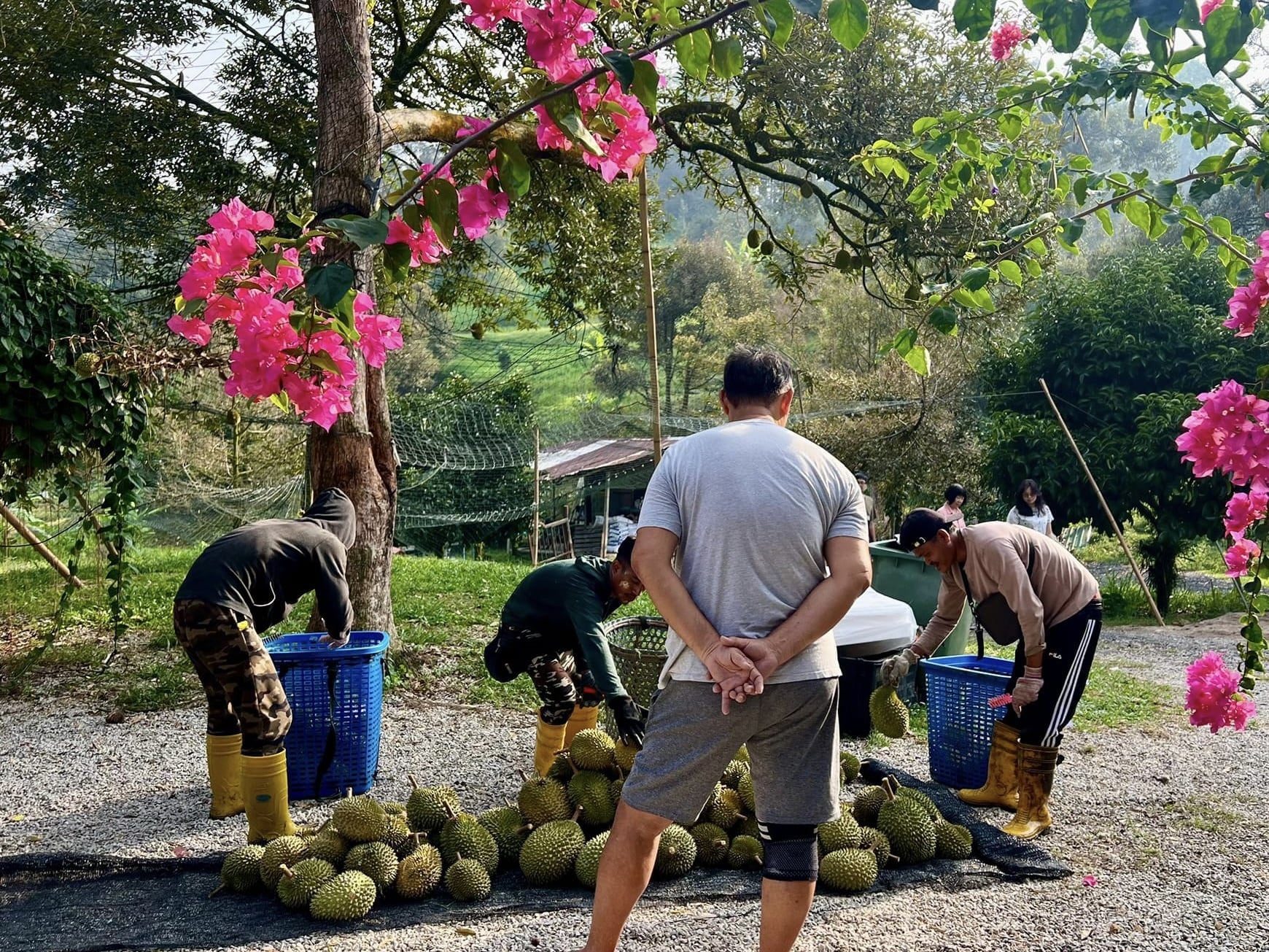 Malaysian towns - durian orchard