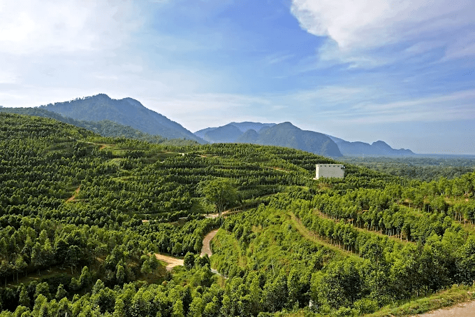 Malaysian towns - gaharu tea valley