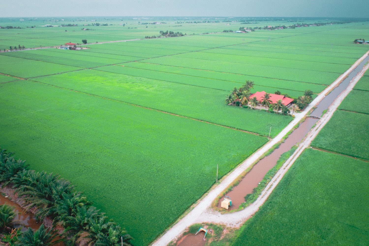 Malaysian towns - green paddy fields