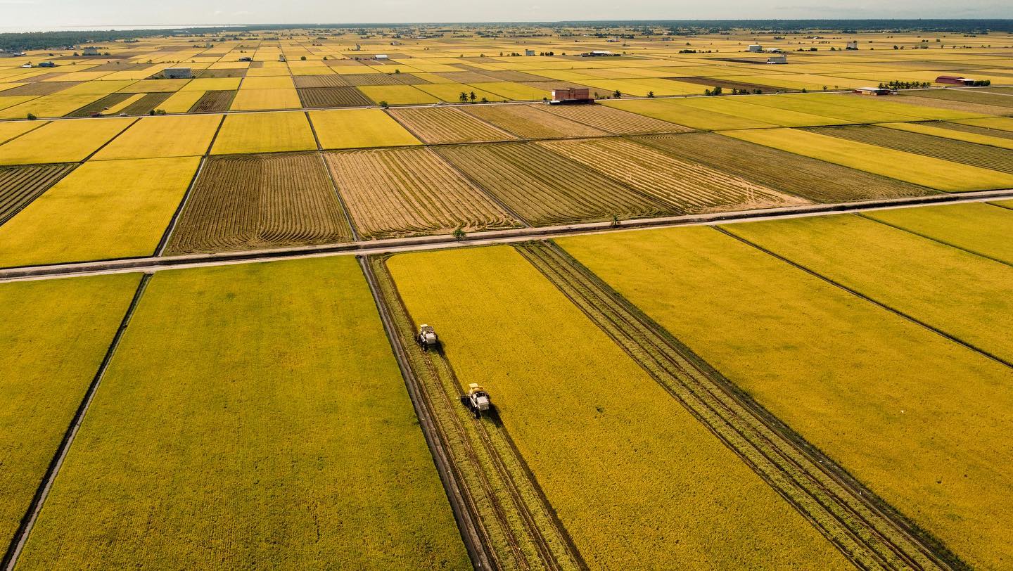 Malaysian towns - golden paddy fields