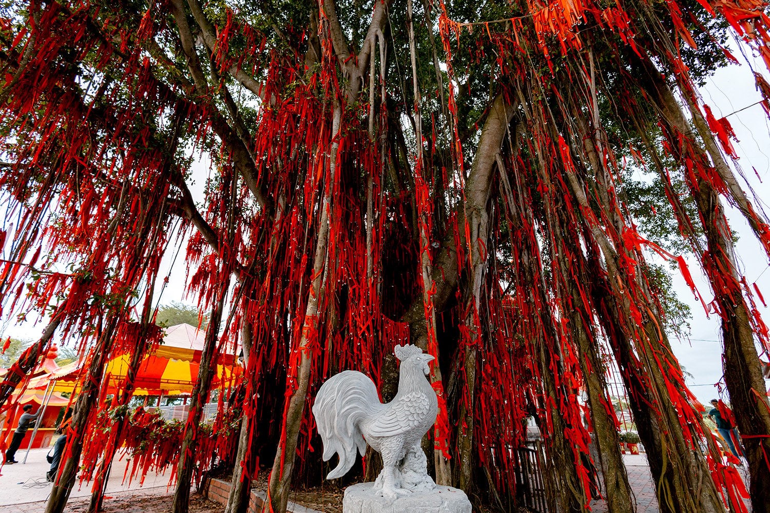 Malaysian towns - sekinchan wishing tree