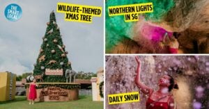 mandai festive wild-erland - cover