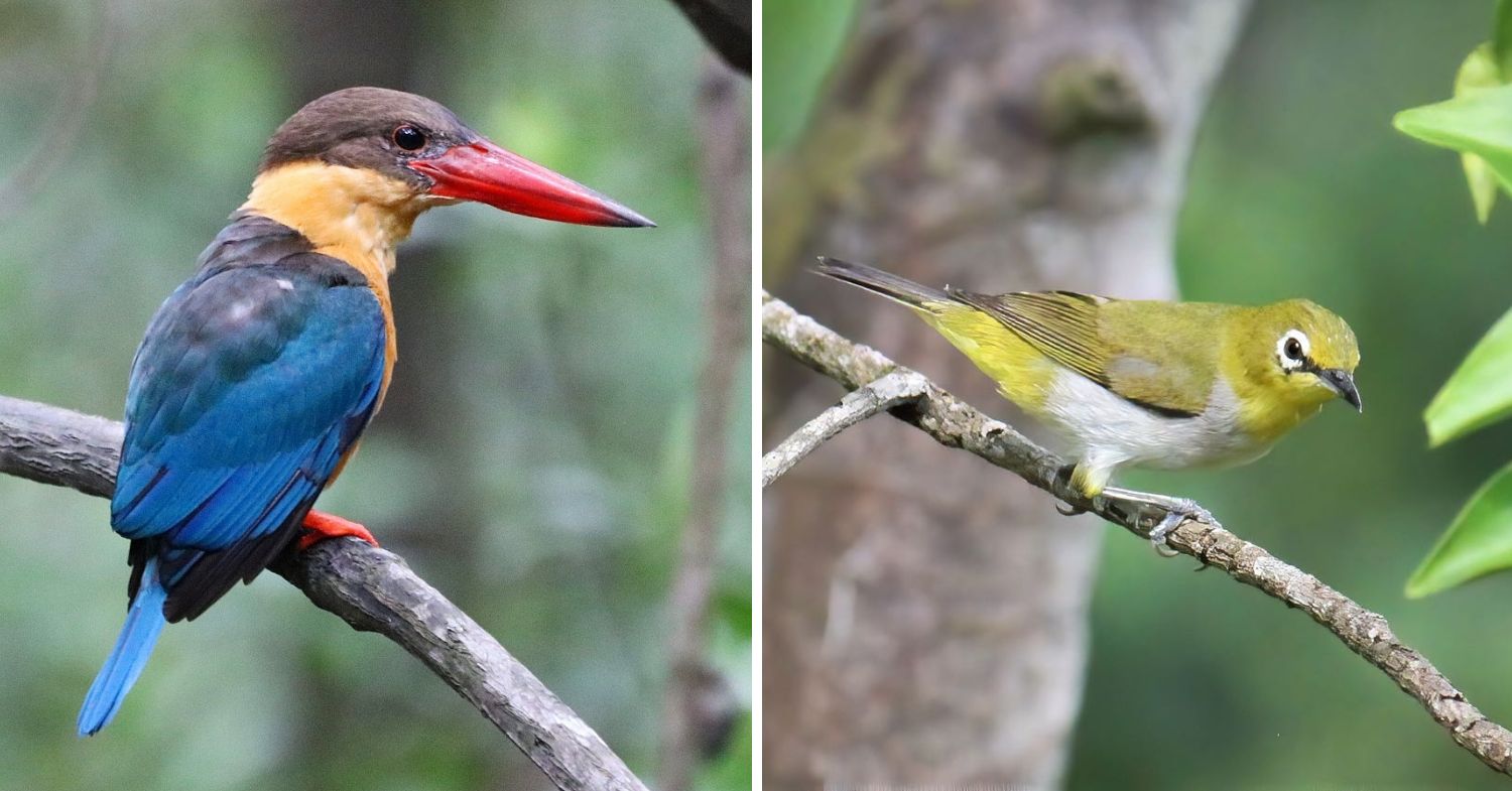 birds that can be seen in Pasir Ris