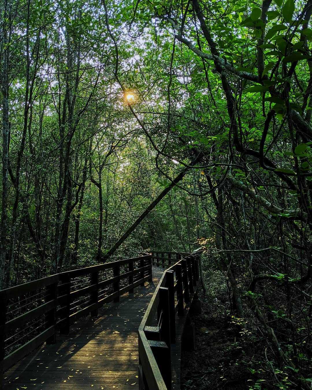 mangrove trees at Pasir Ris Park