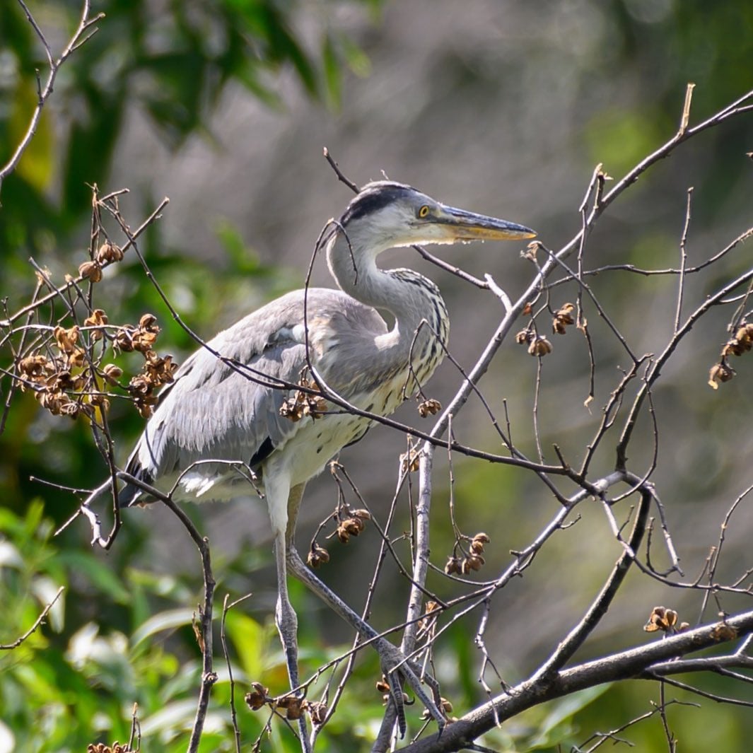 Pasir Ris Mangrove Boardwalk