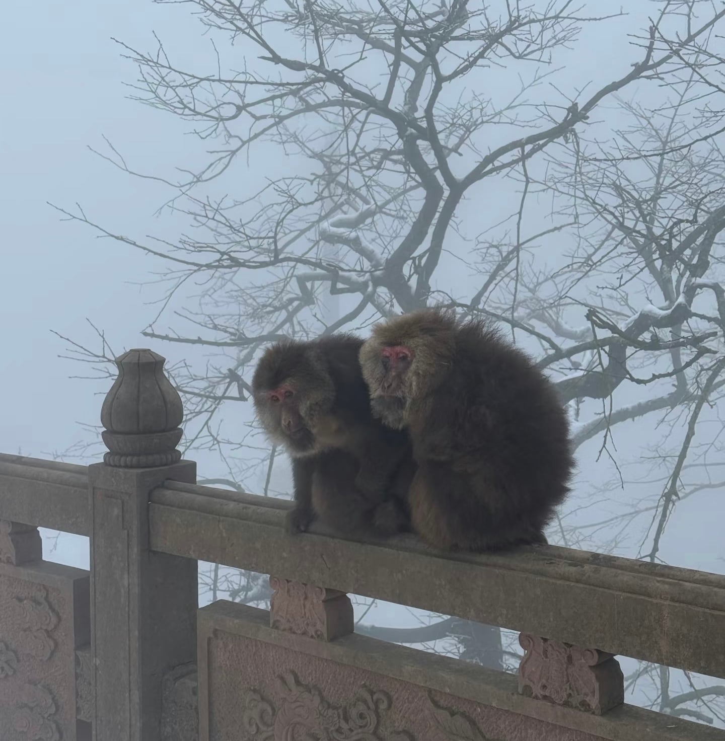 monkeys at Mount Emei