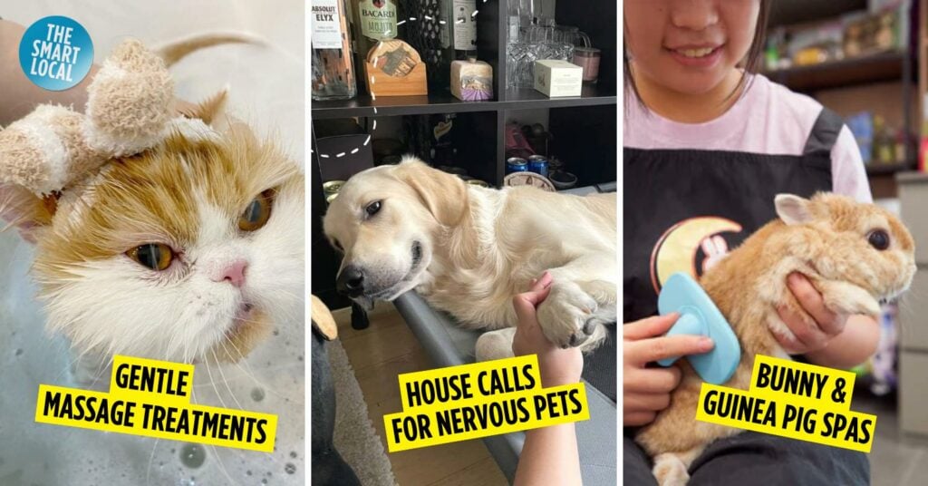11 Pet Salons In Singapore With Spa Treatments From $20, Including Services For Rabbits & Guinea Pigs