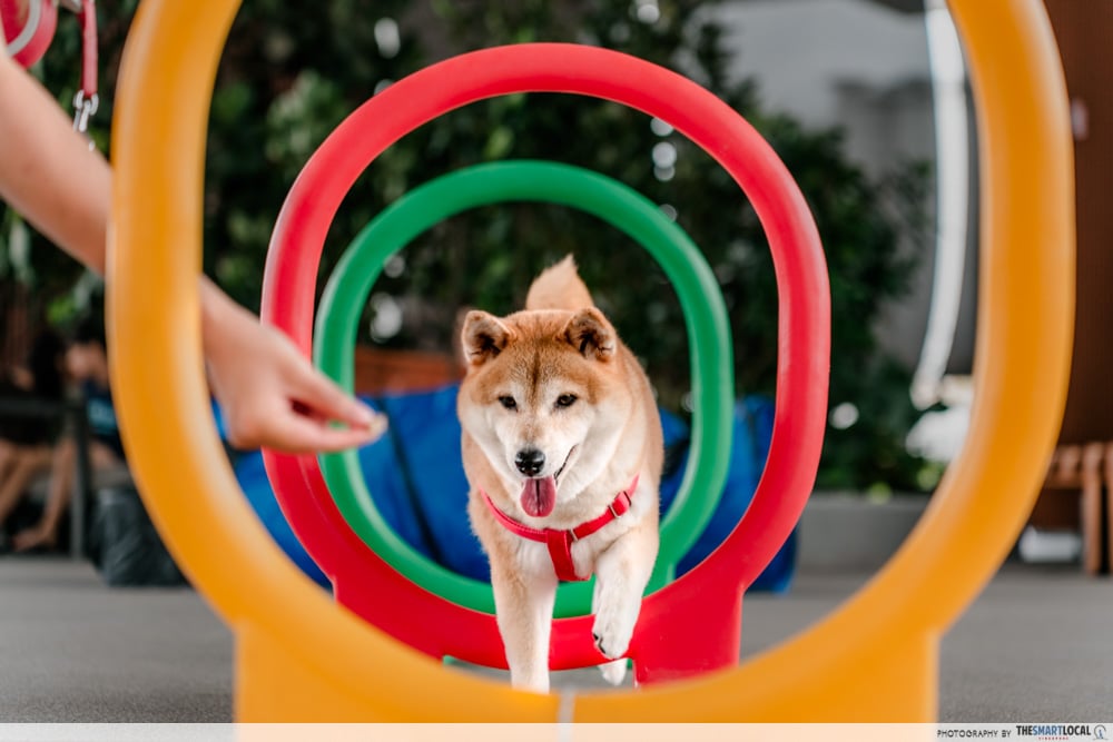 big furry festival - obstacle course 3