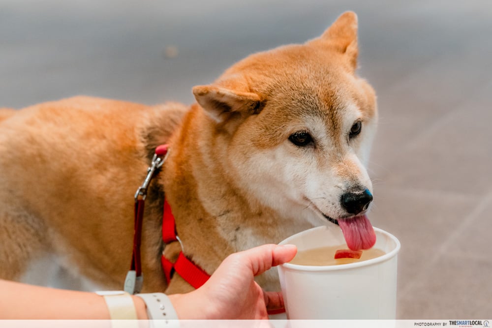 big furry festival - pet friendly bubble tea