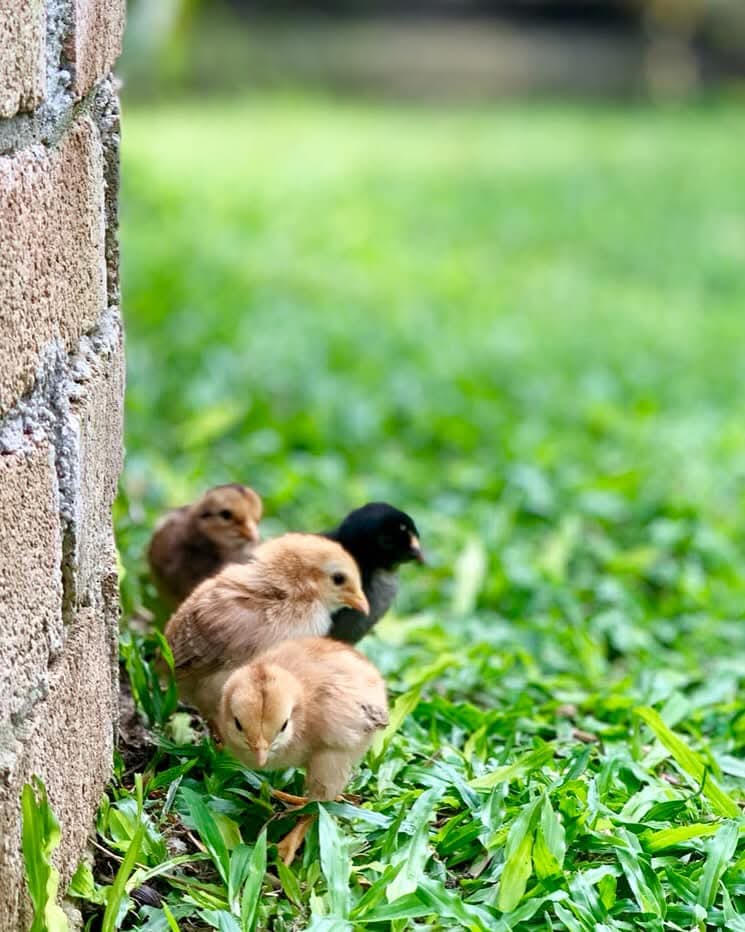 Gopeng Sanctuary in Perak, Malaysia - free-roaming animals