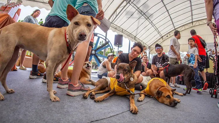Singapore Special Walk