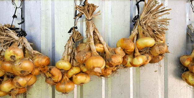 nye traditions - hanging bundles of onions in Greece