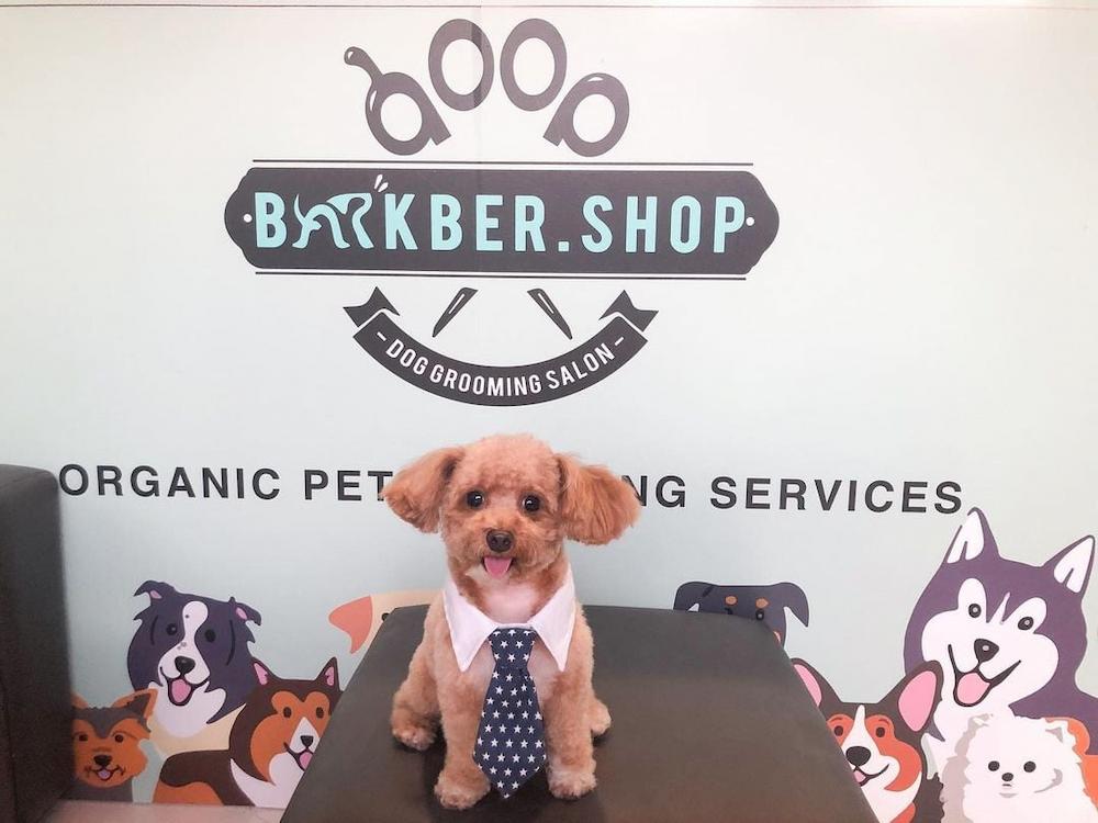 pet salons singapore - barkber