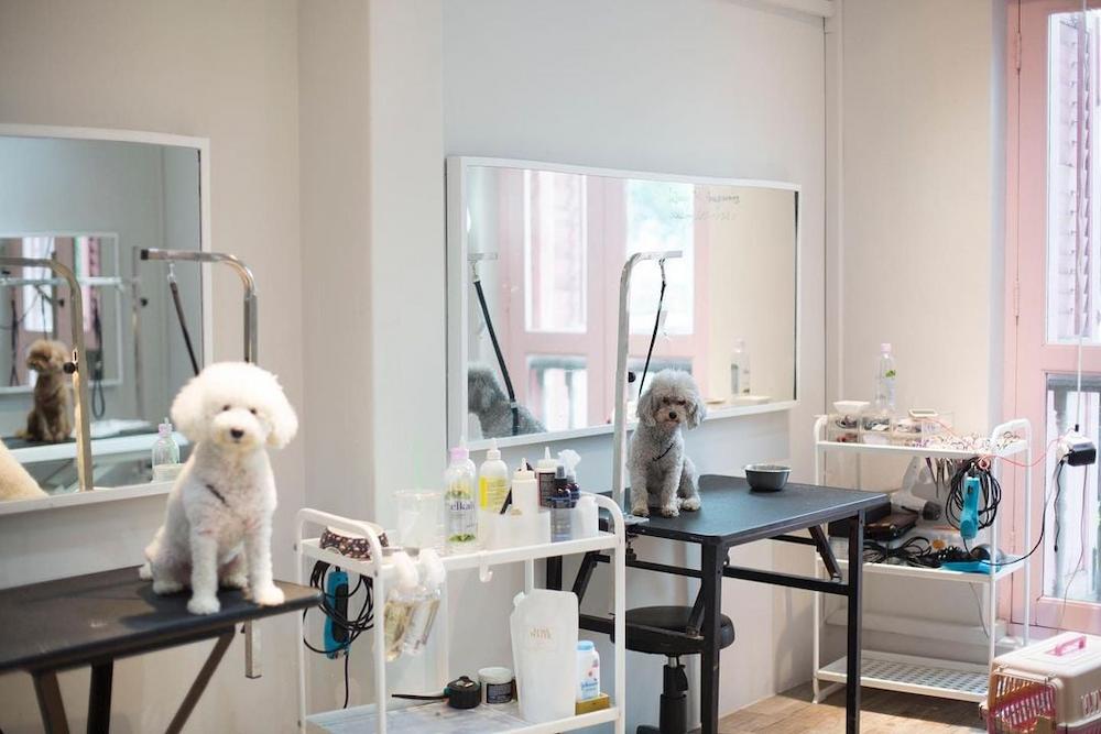 pet salons singapore - dollhouse pets 2