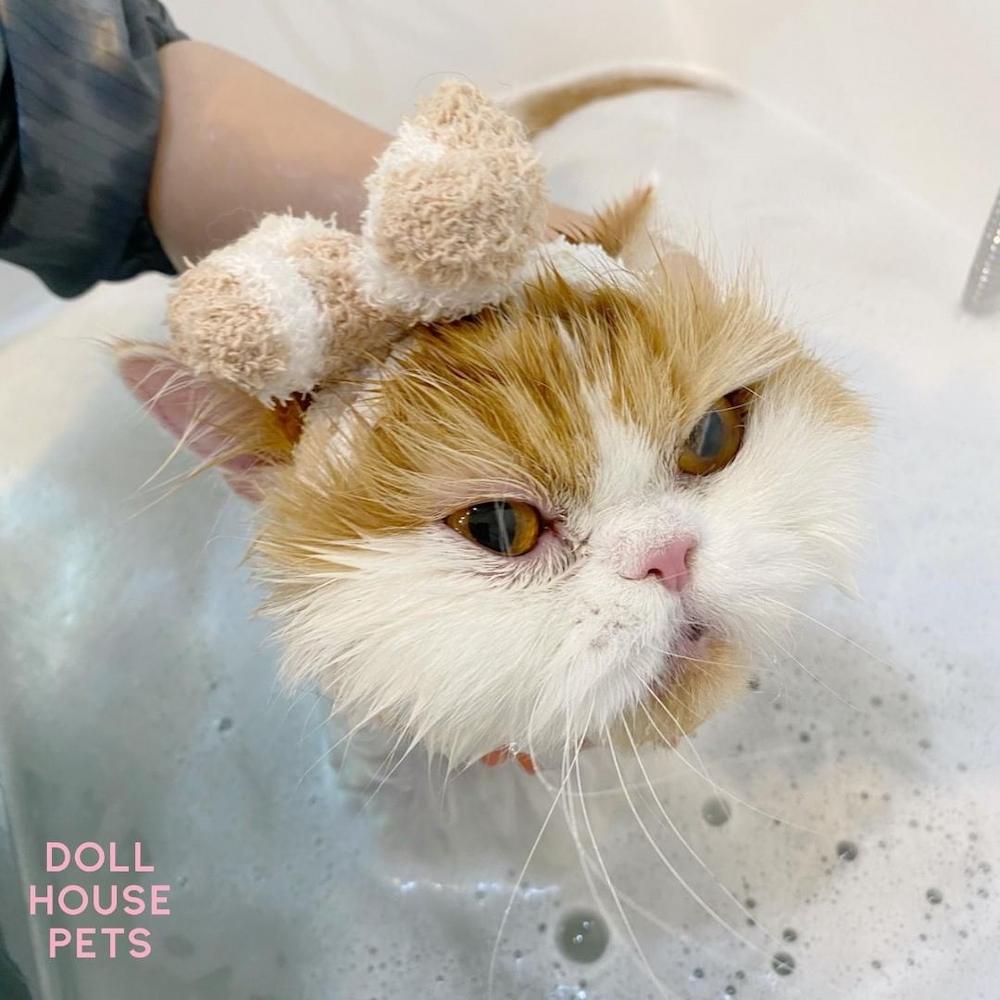 pet salons singapore - dollhouse pets