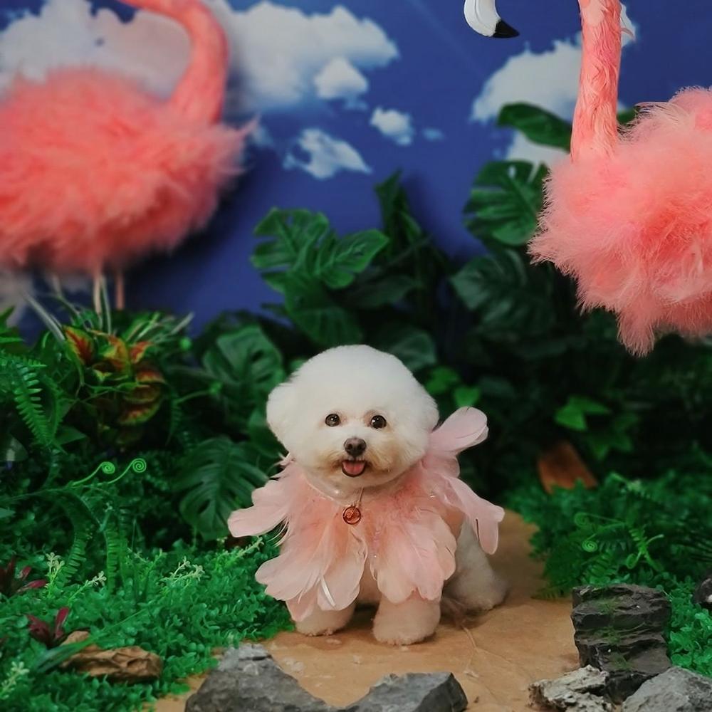 pet salons singapore - june's pet house 2