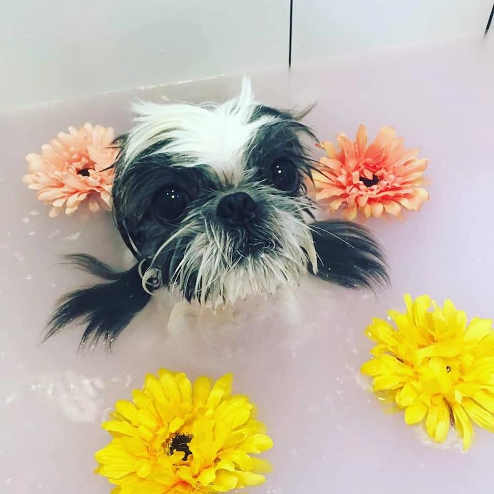 pet salons singapore - june's pet house