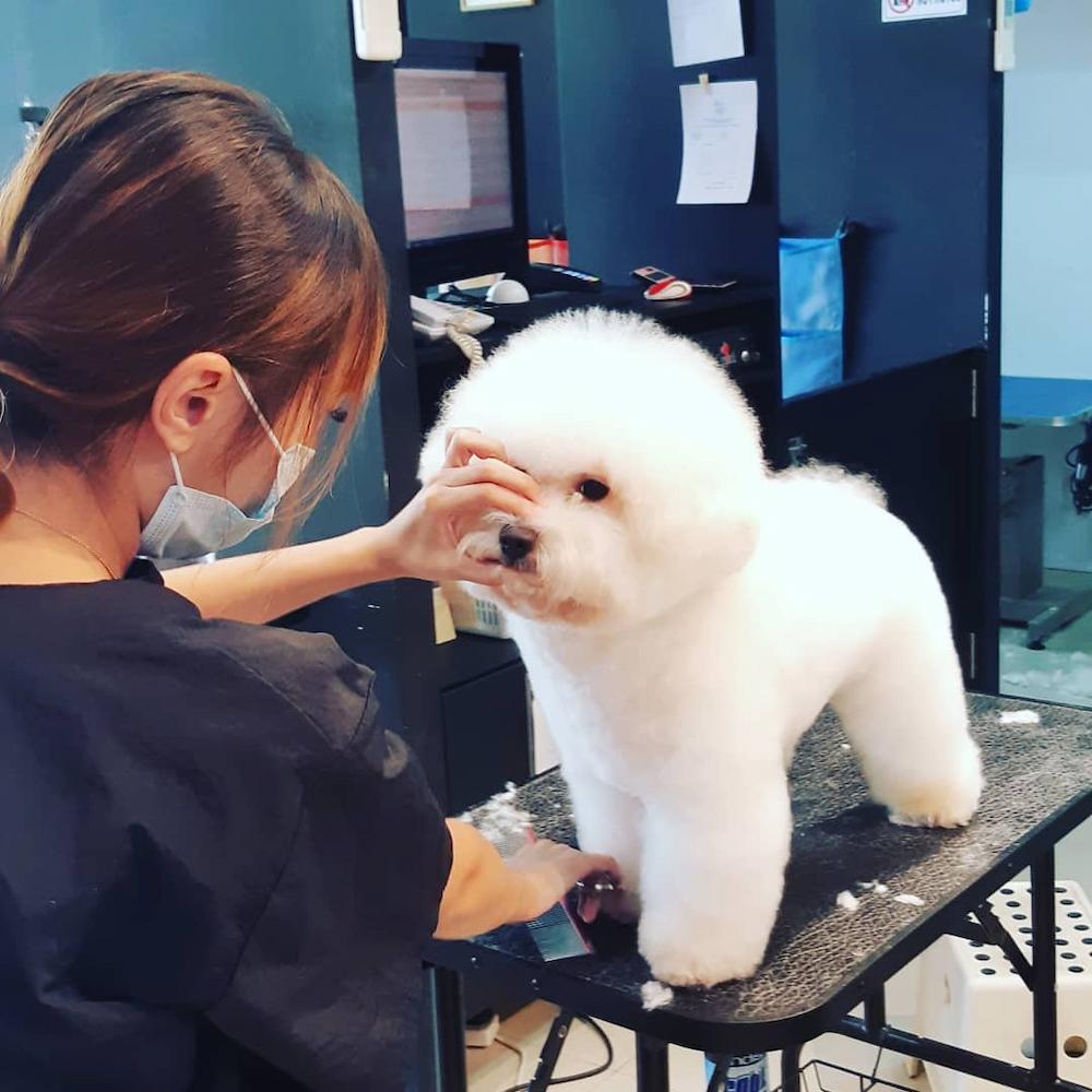 pet salons singapore - masmasgroomers